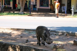 Oh you know, just a warthog wandering the streets of Victoria Falls.